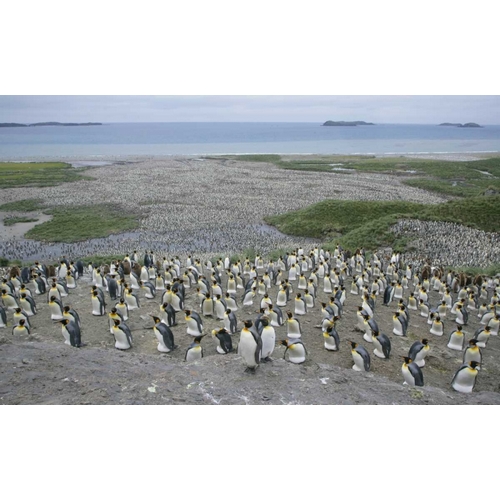 South Georgia Island King penguin colony
